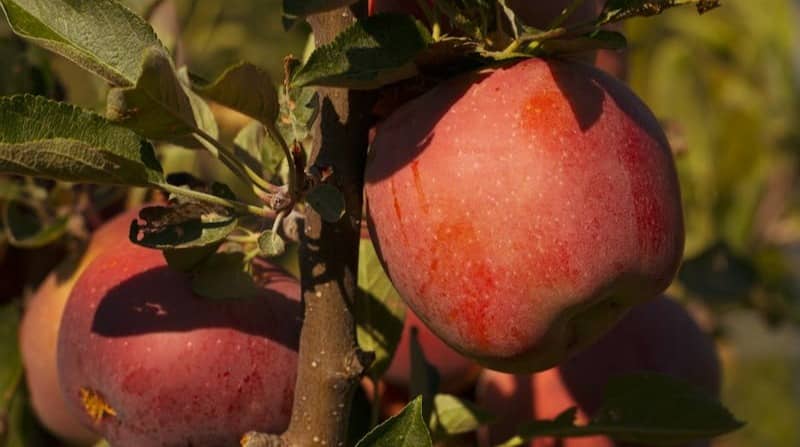 close up picture of apples on a tree