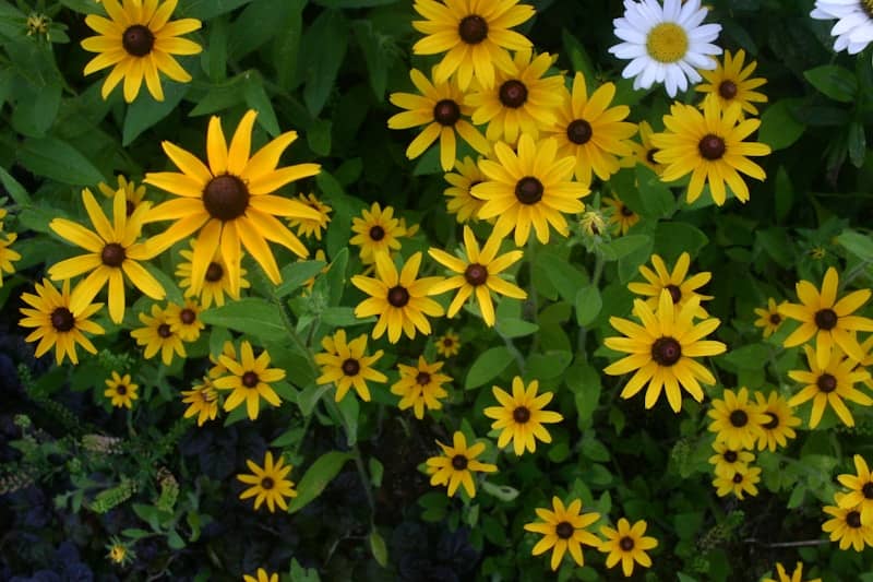 Yellow and white flowers bloom in a garden.