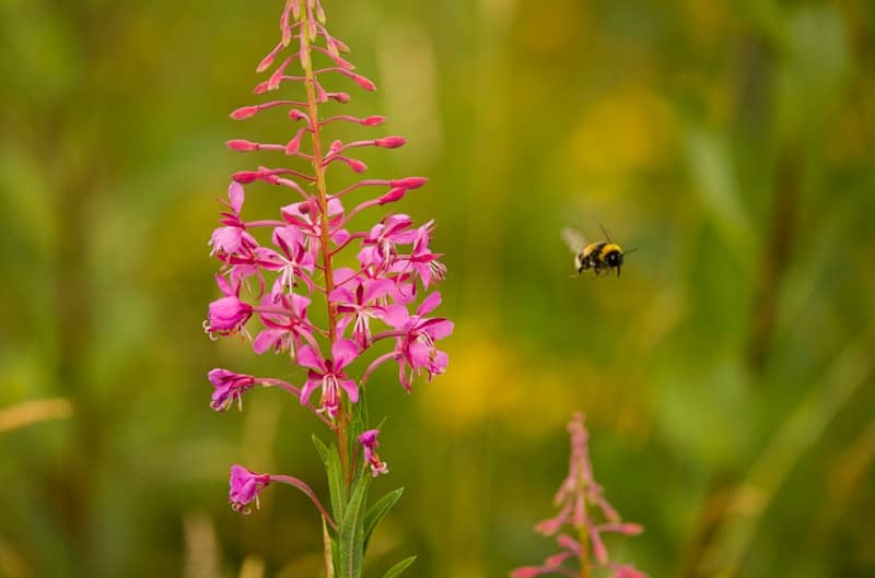 a bee on a flower