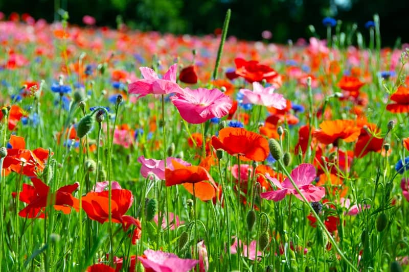 A field of blooming colorful wildflowers