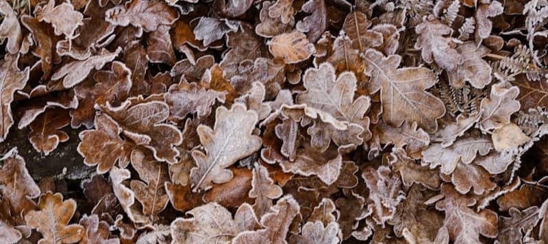 frosty leaves on the ground