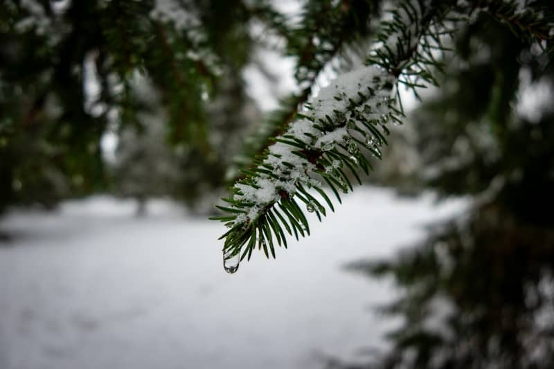 A pine tree branch with snow on it