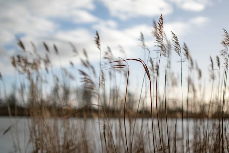 A blurry photo of some tall grass by a body of water