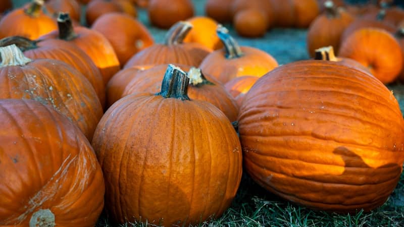 A group of pumpkins sitting in the grass