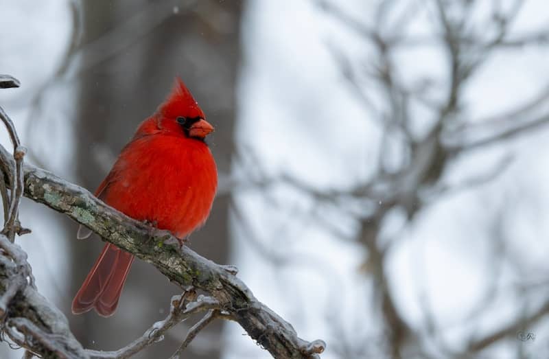 A bright red cardinal perched on a frosty branch.