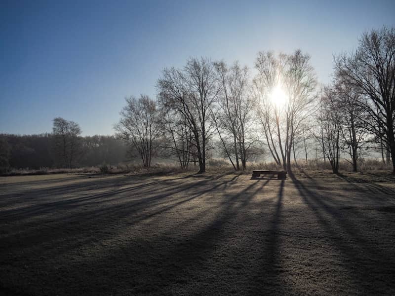 The sun is shining through the trees in the field