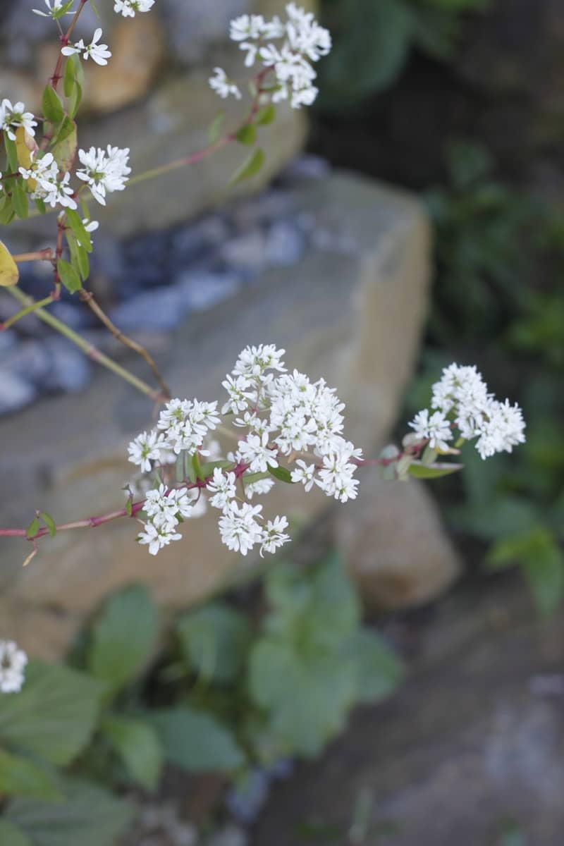 Delicate white flowers bloom on a rocky garden path.