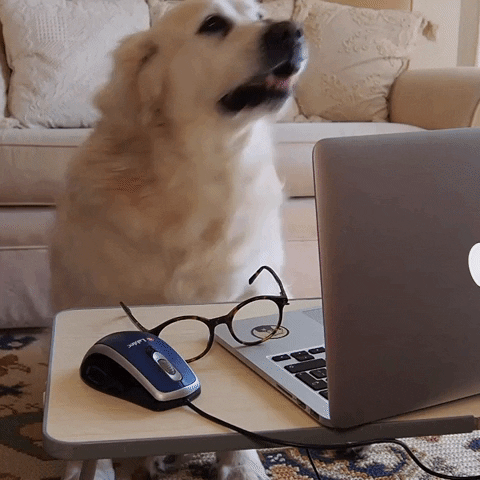 Dog working remotely