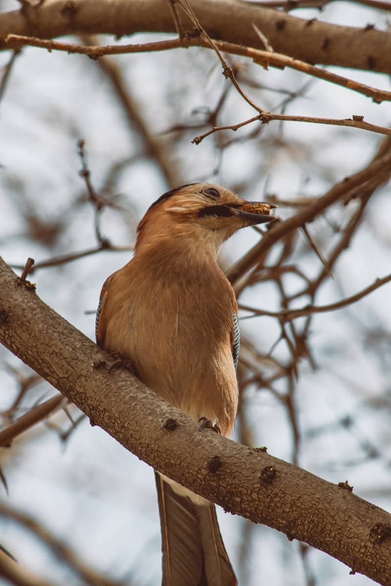 The early bird sits on a branch, holding food. Caption says "The early bird. This could be you!" 