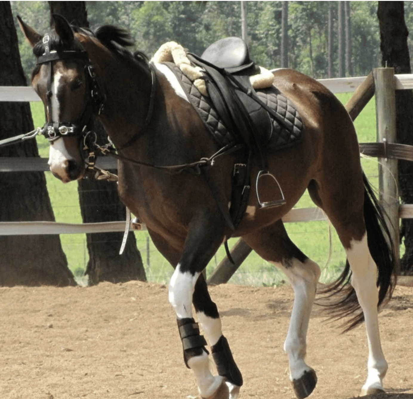 Horse in full lunge gear