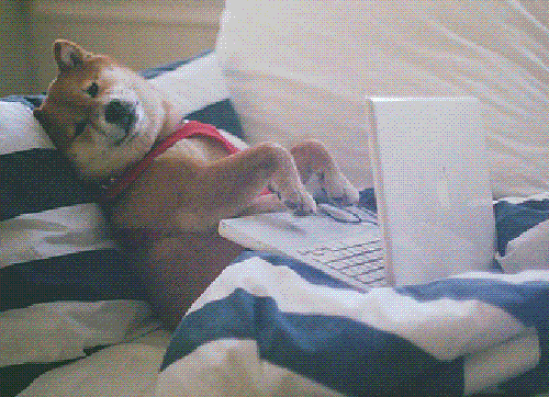 dog sending emails