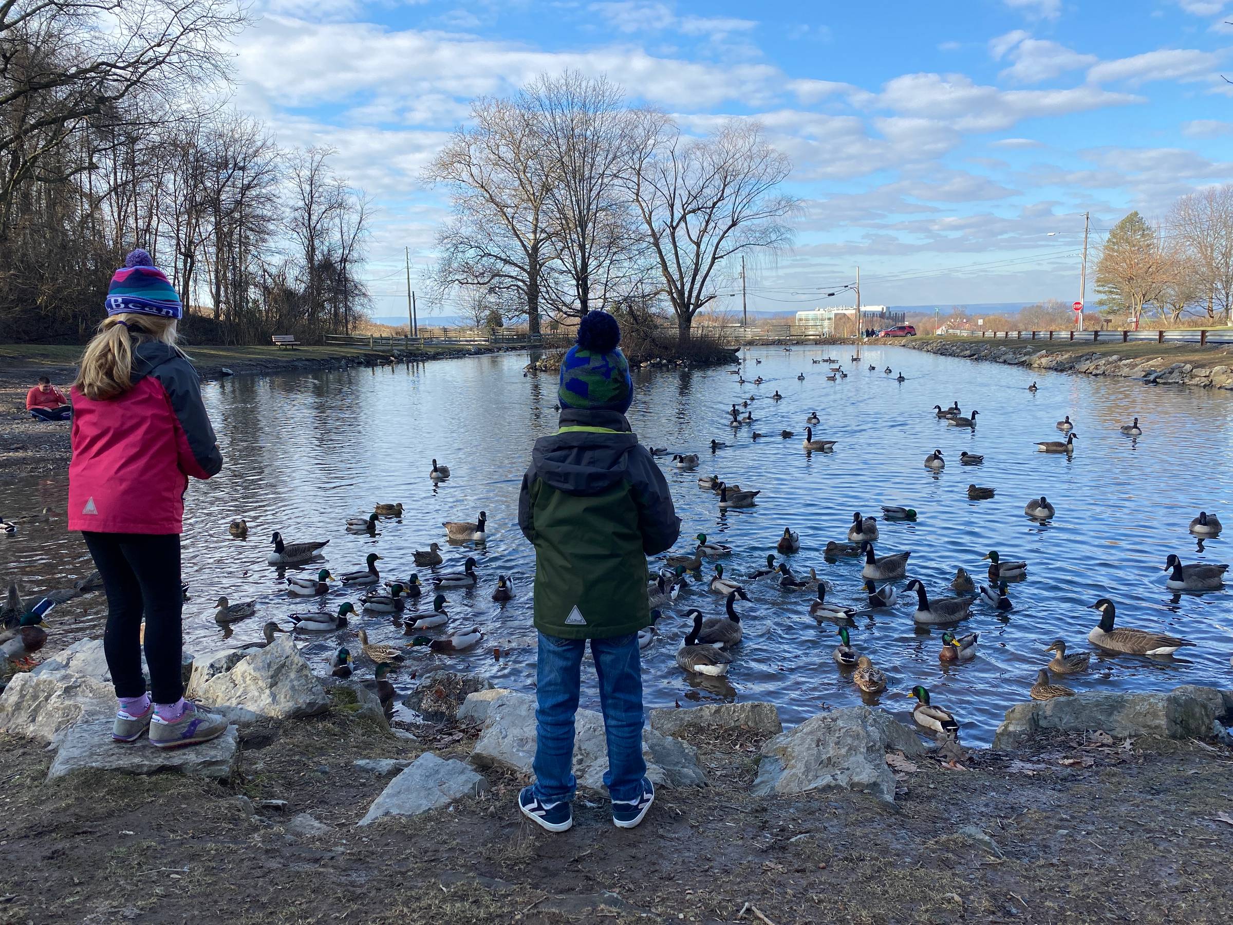 Children at a pond in winter watching mallard ducks