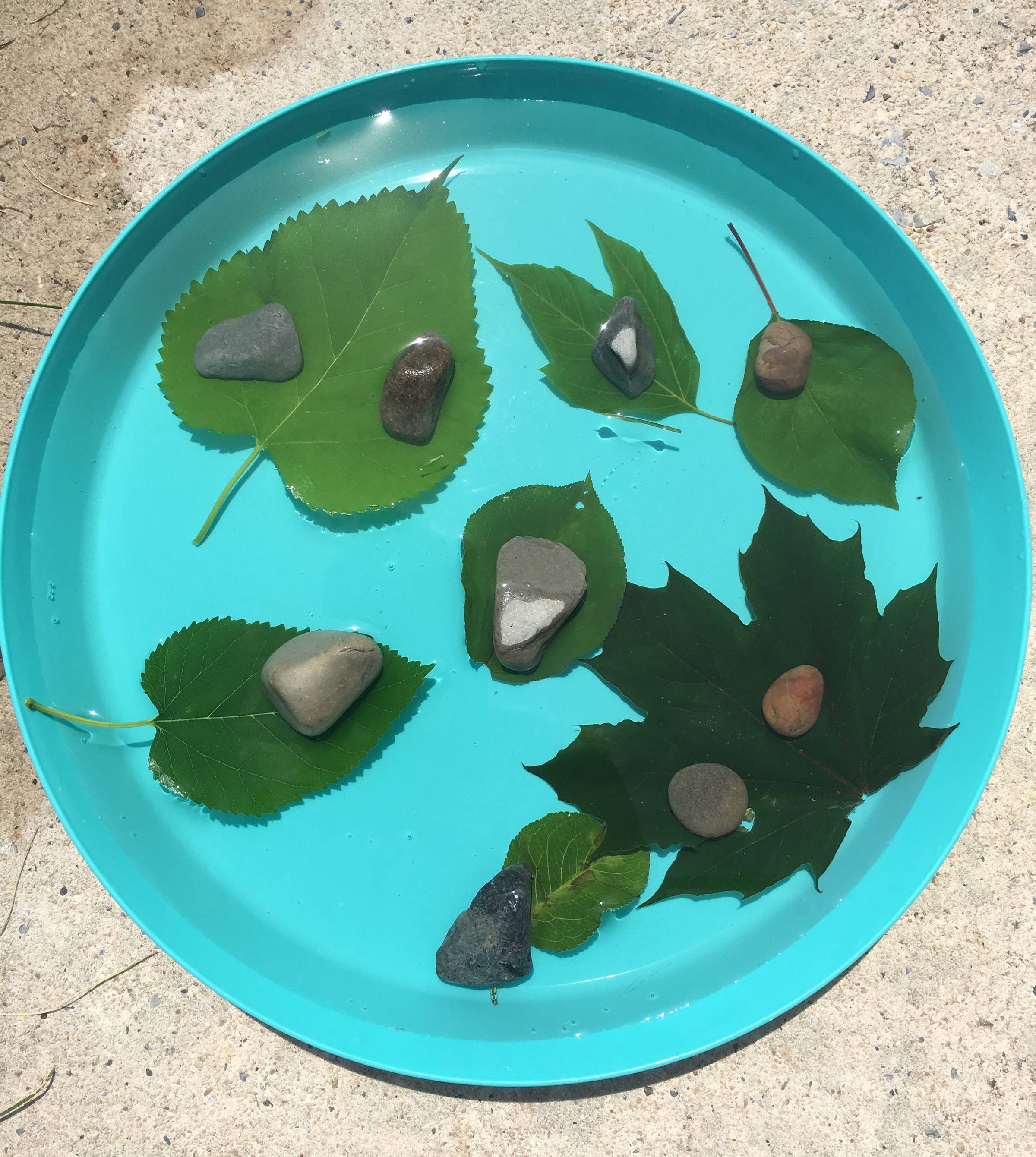 Leaves sit on a tray outside covered in water 