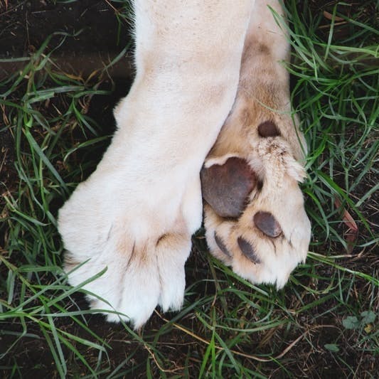 white and brown short coated dog lying on green grass