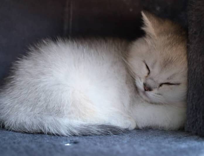 A fluffy kitten sleeping curled up in a dark space.