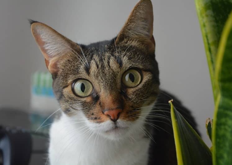 A curious tabby cat peeks from behind a plant.