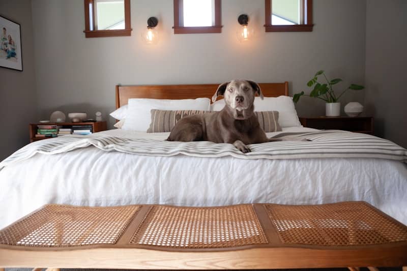 A dog is lounging comfortably on the bed.