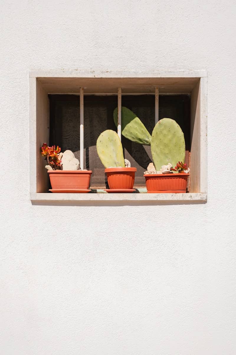 Cactus and plants in a window box.