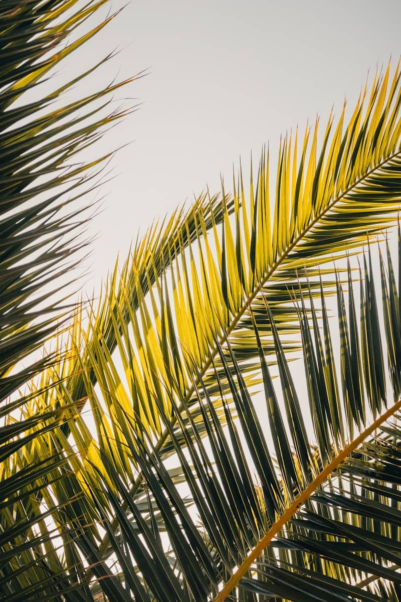 Close-up of green and yellow palm fronds against sky