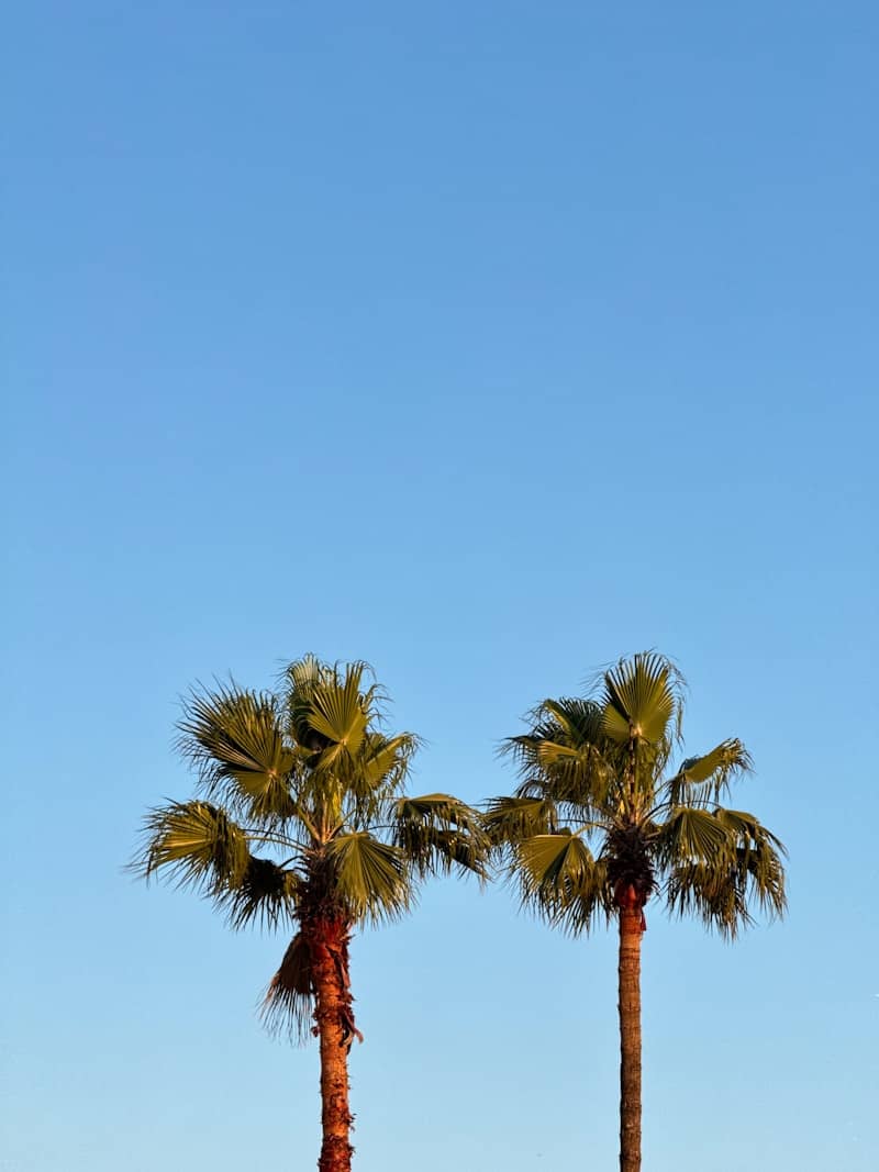 Two palm trees against a clear blue sky