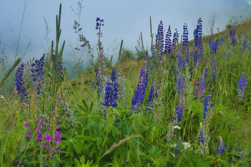 Purple lupine flowers bloom on a misty hillside.