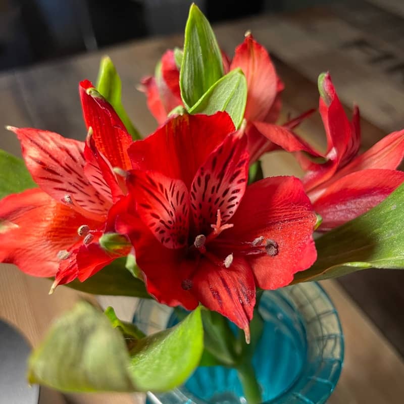 Red alstroemeria flowers in a blue vase.