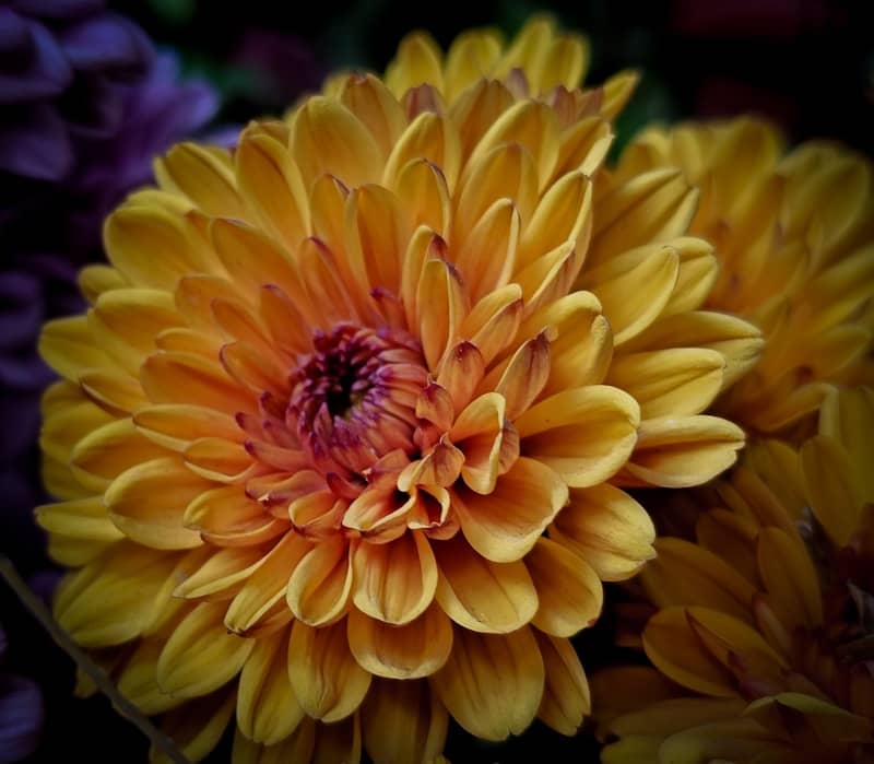 Close-up of a vibrant yellow chrysanthemum flower.