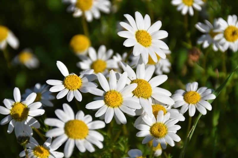 A cluster of white daisies with yellow centers.