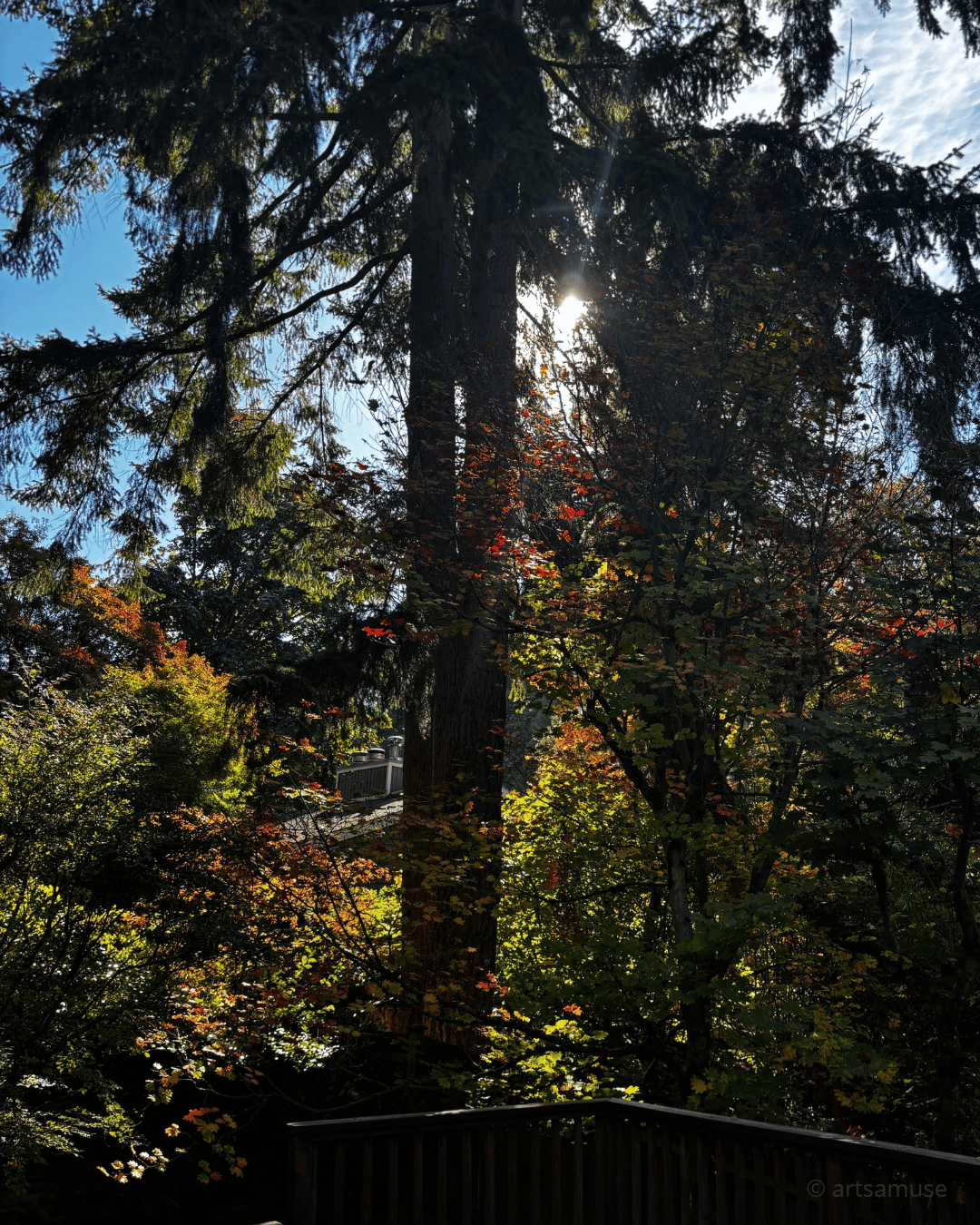 vivid autumn leaves colors on trees
