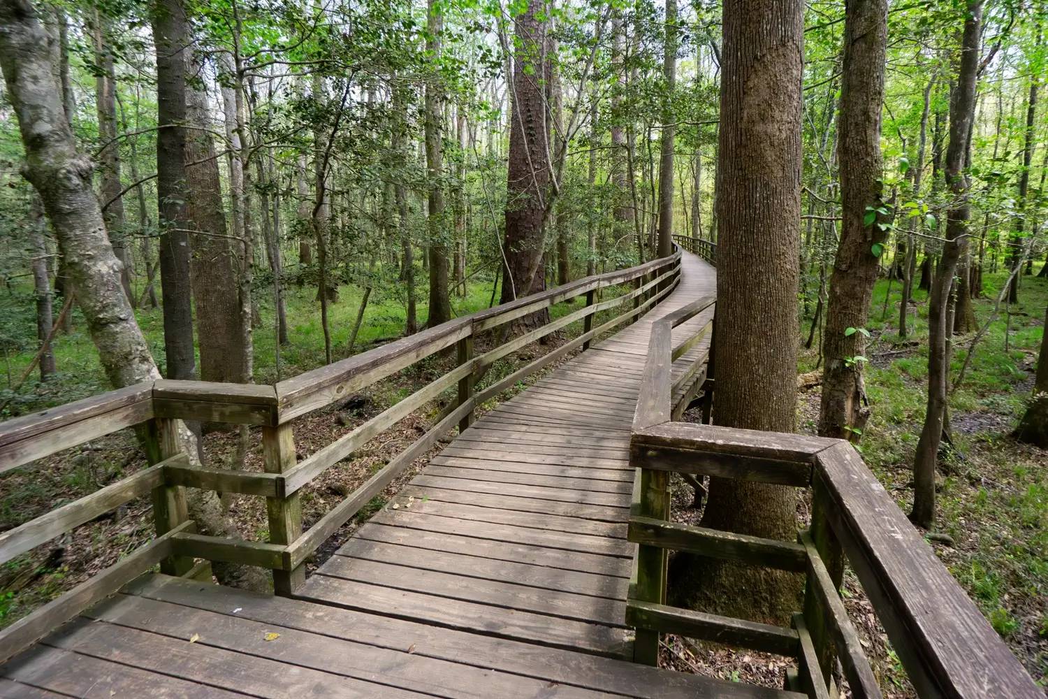 A wide, wooden boardwalk with sturdy handrails curves gracefully through a lush, green floodplain forest filled with towering ancient trees.