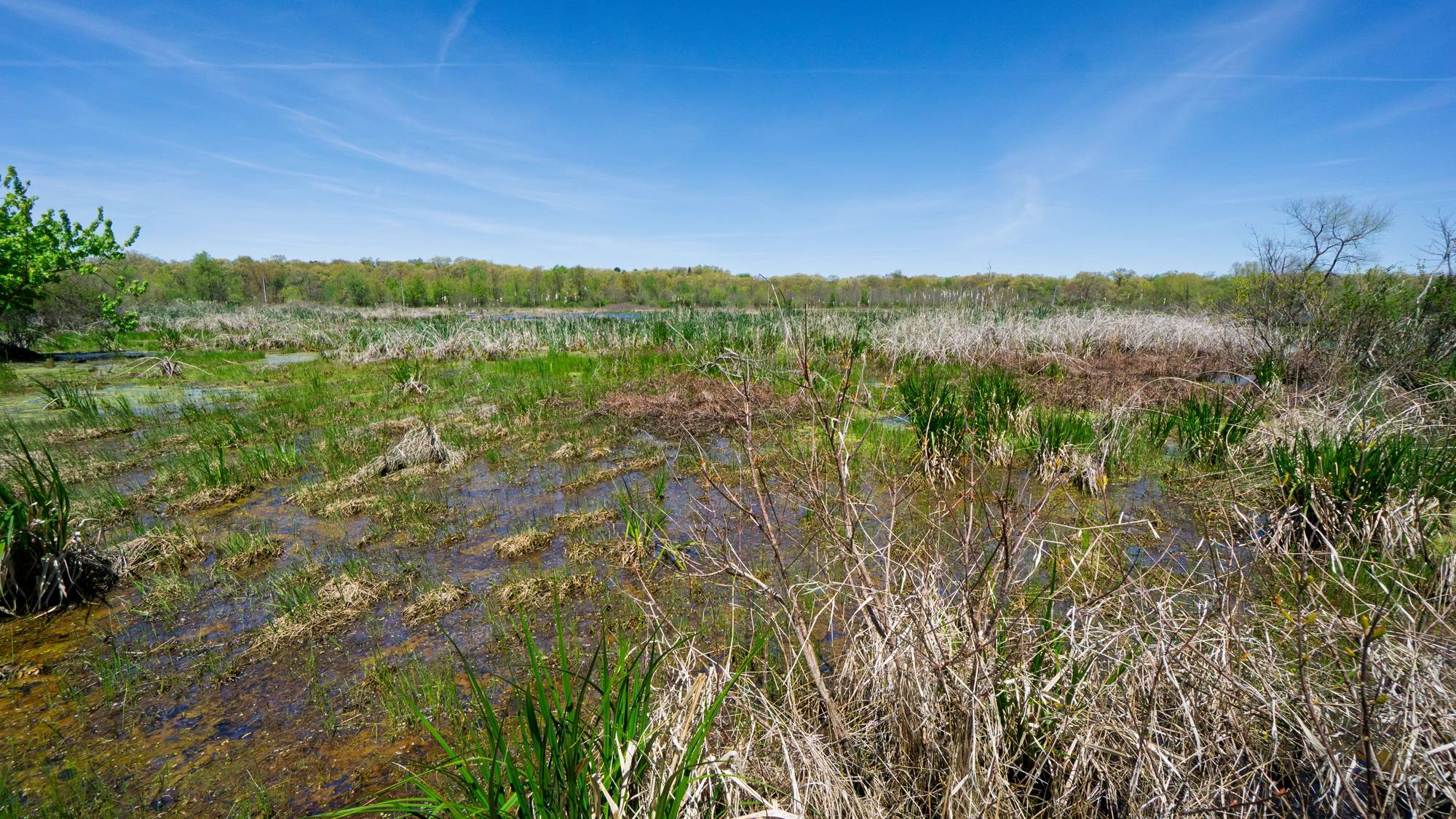 Expansive view of the Great Marsh wetlands, showing patches of standing water, wet soil, and mixed green and dry marsh grasses under a bright blue sky at Indiana Dunes.