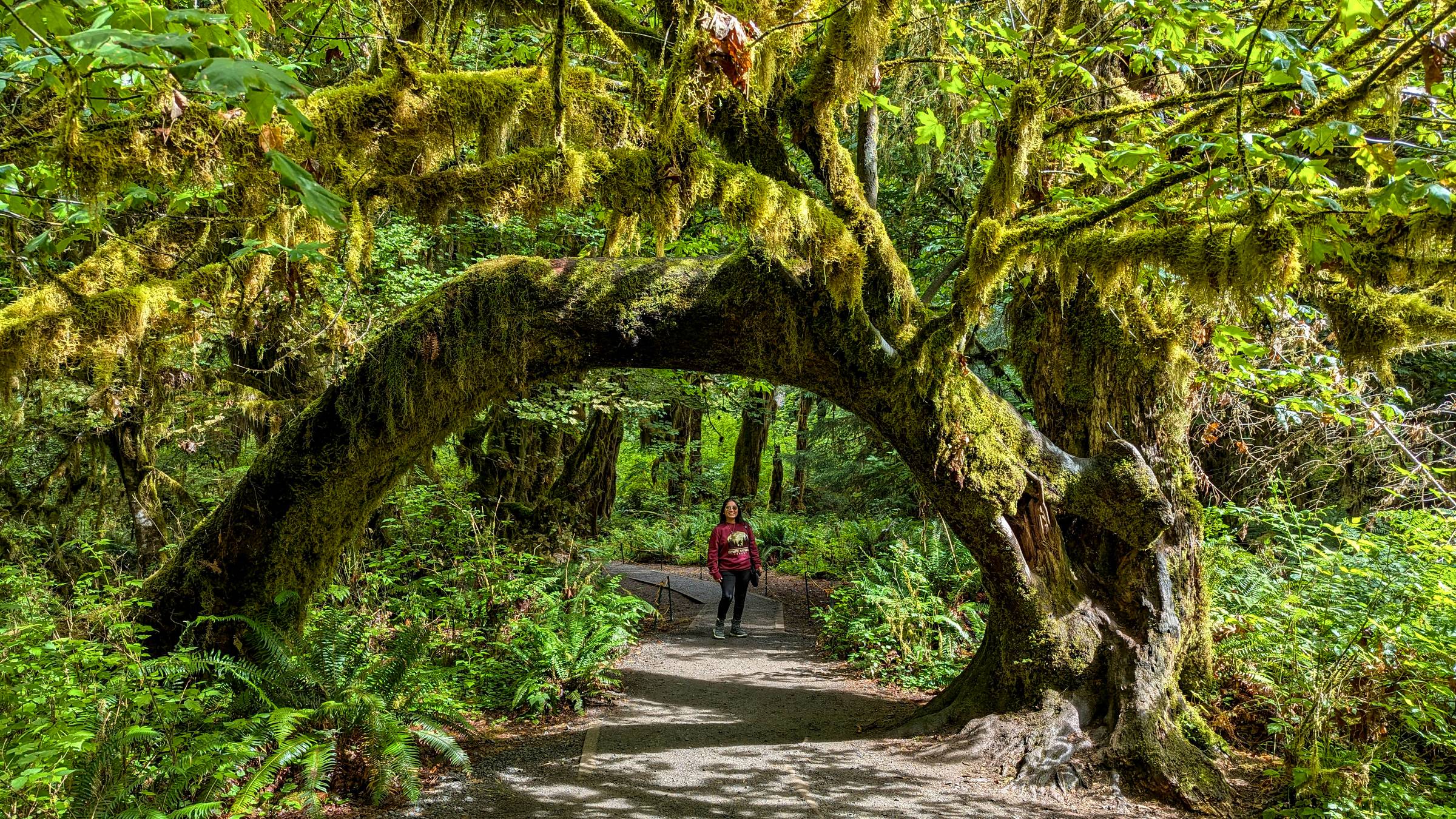 A hiker walks beneath a massive, moss-draped tree arch along a shaded forest trail in the Hall of Mosses. Surrounding vegetation includes vibrant ferns and mosses, with sunlight filtering through the canopy above.