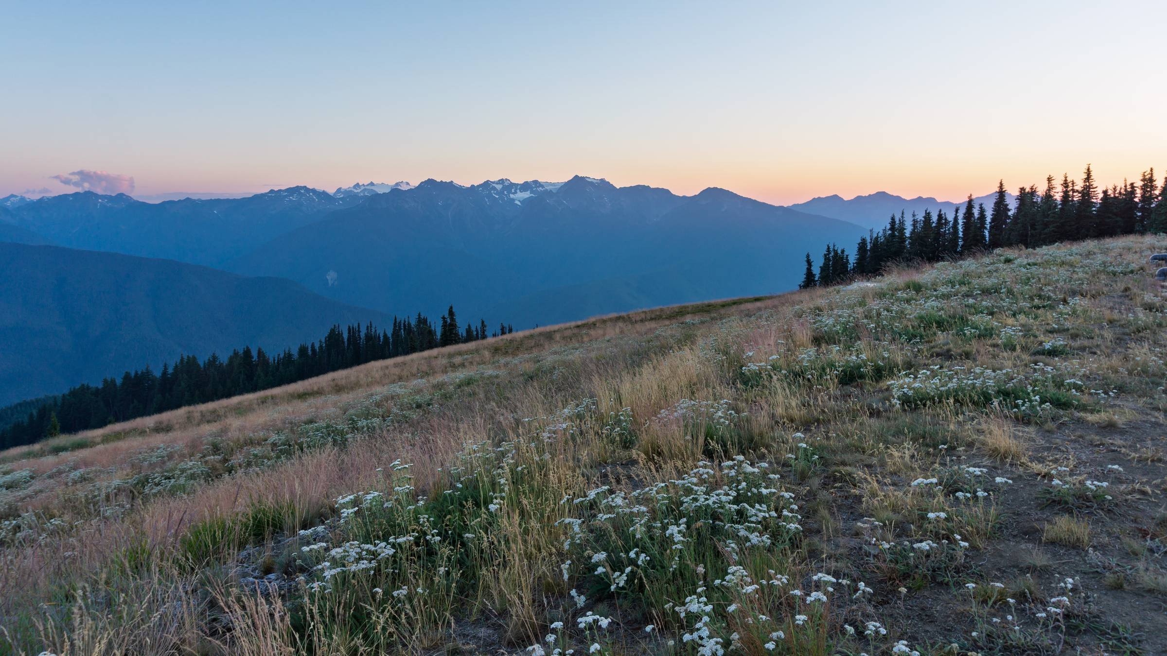 A stunning view of Mount Olympus and the Olympic Mountain Range at sunset, captured from Hurricane Ridge. The snow-capped peaks are silhouetted against a soft blue and orange sky, with a foreground of grassy slopes and delicate wildflowers.