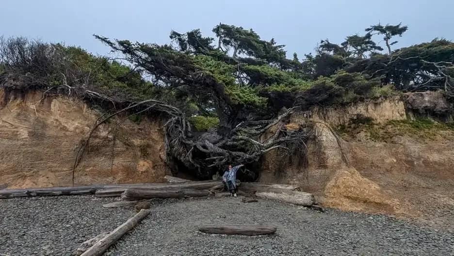 A dramatic view of the Tree of Life, a windswept Sitka spruce in Washington's Olympic National Park, clinging to eroded cliffs with its roots exposed and suspended in mid-air. A person in a gray poncho stands beneath the tree, pointing toward it, surround