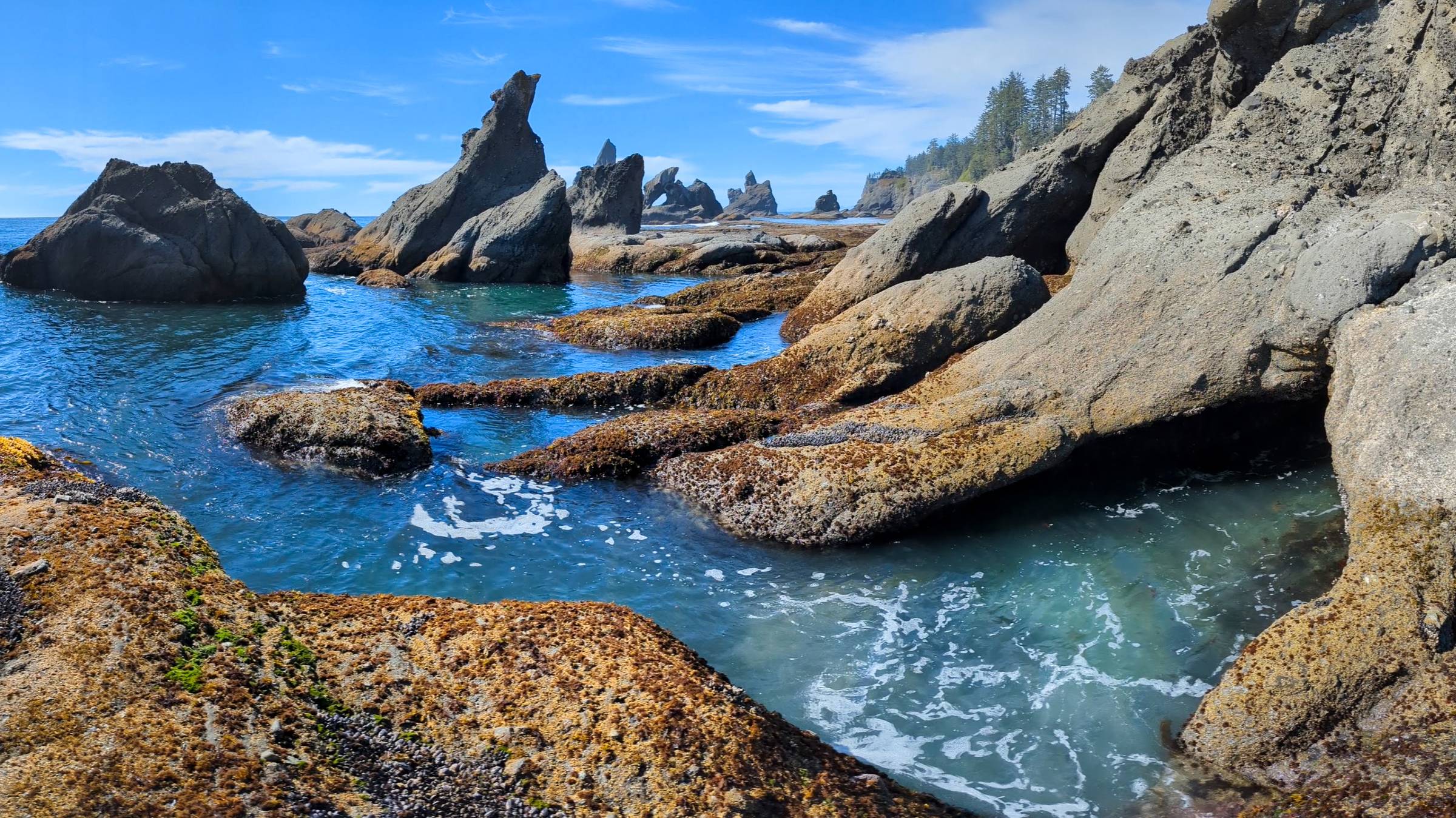 View of Shi Shi Beach's rocky shoreline and tidepools, with dramatic sea stacks jutting into the Pacific Ocean and waves splashing against the textured rocks under a clear sky.