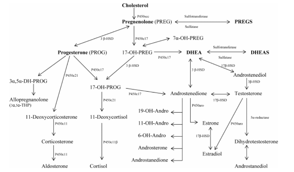 The Least Appreciated Aspect of Testosterone Optimization