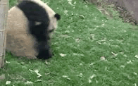 Panda rolling on the grass