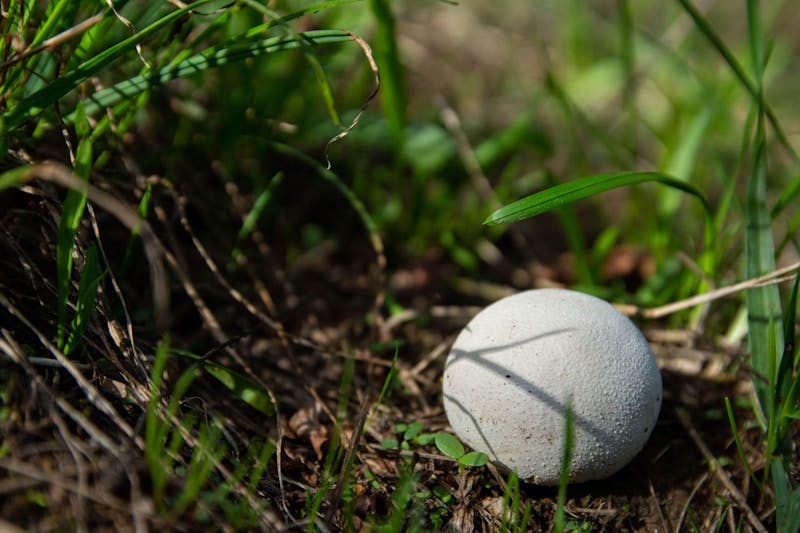 A white ball sitting on the ground in the grass