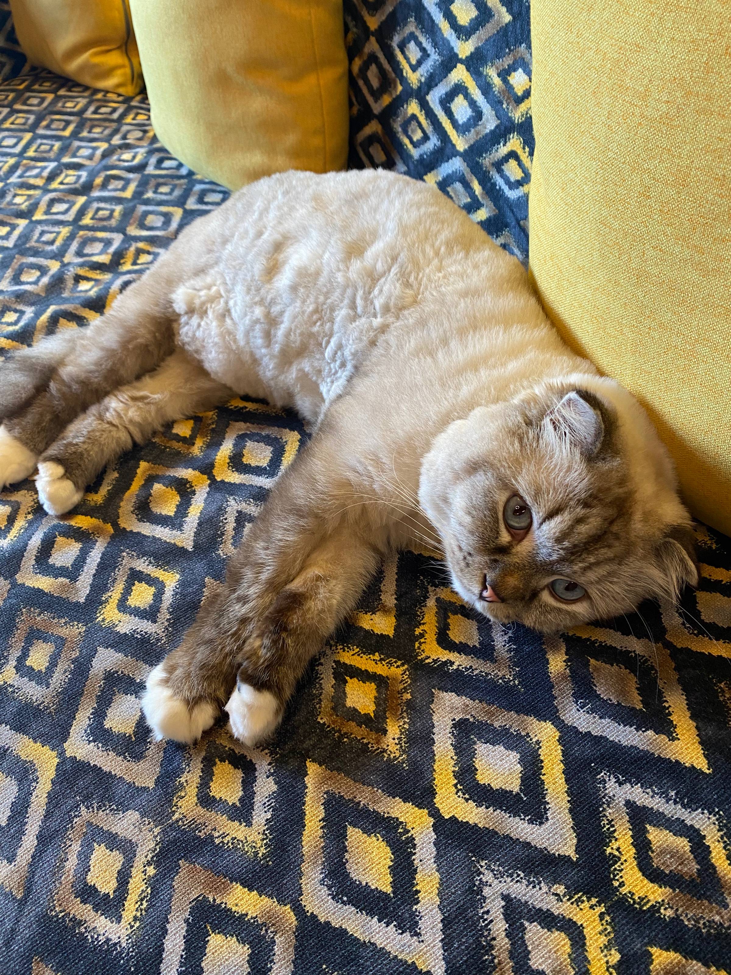 Cat lying on a couch