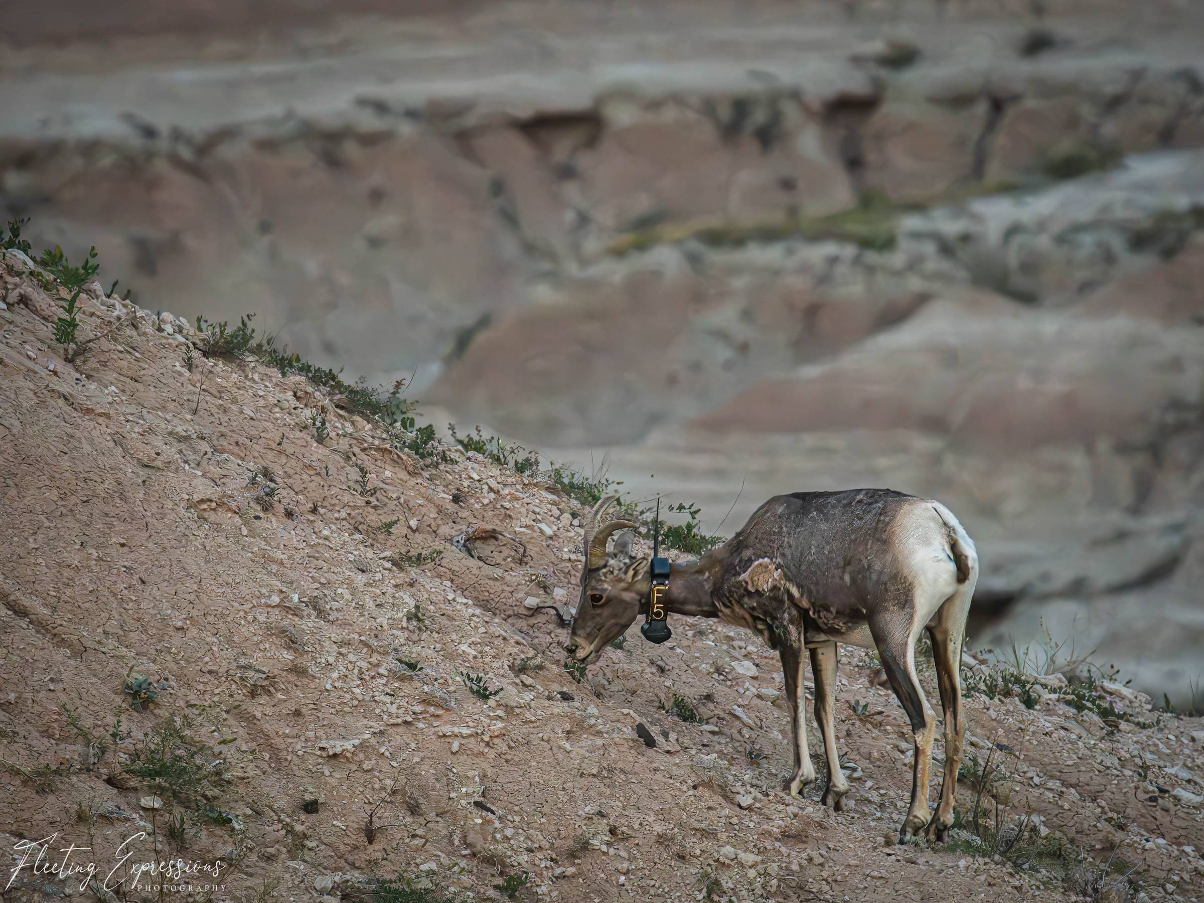 Bighorn ewe wearing a GPS research collar, grazing on a dirt slope with Badlands rock formations in the background.