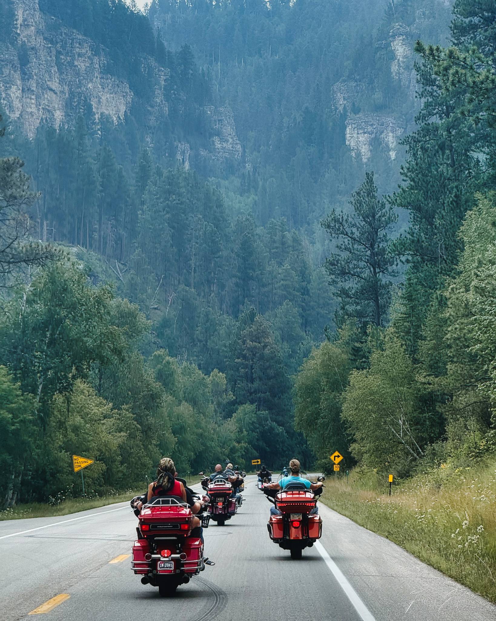 View from behind a group of motorcyclists riding single file down a two-lane road through a pine-forested canyon, with rocky cliffs rising on either side.