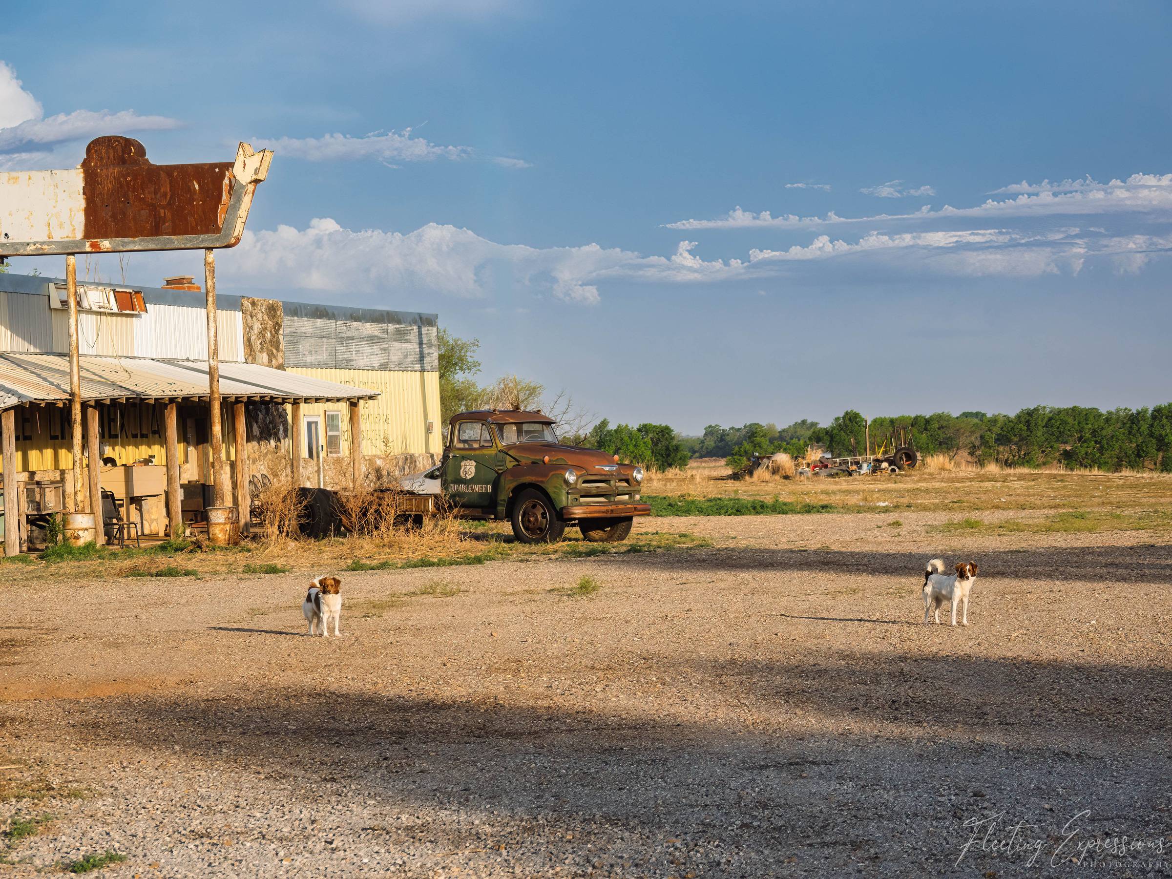 Two small white and brown dogs standing in a gravel lot in the ghost town of Texola, Oklahoma, with a weathered green Route 66 "Tumbleweed" truck parked beside an abandoned yellow building.