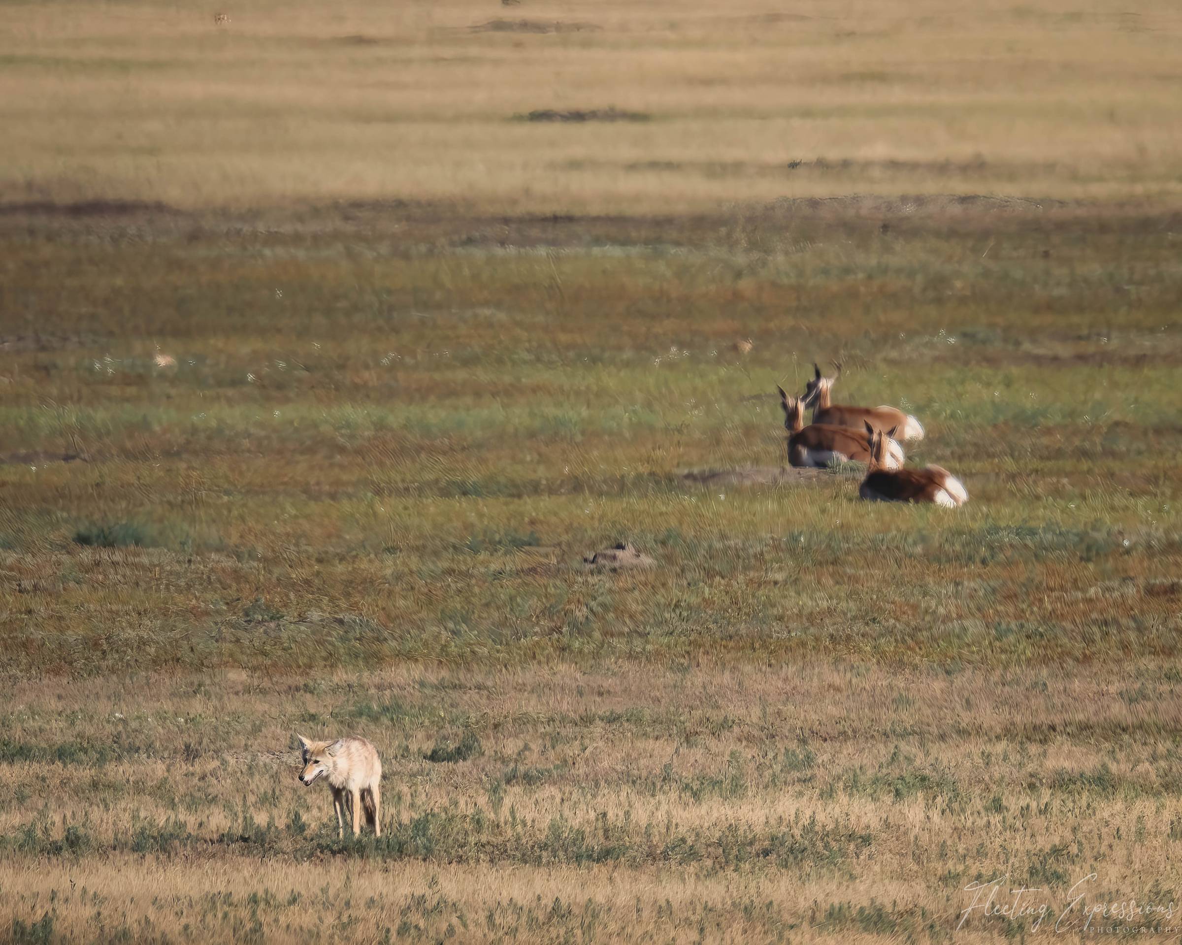 A coyote stands in a grassy prairie in the foreground while four pronghorn rest in the grass farther back.