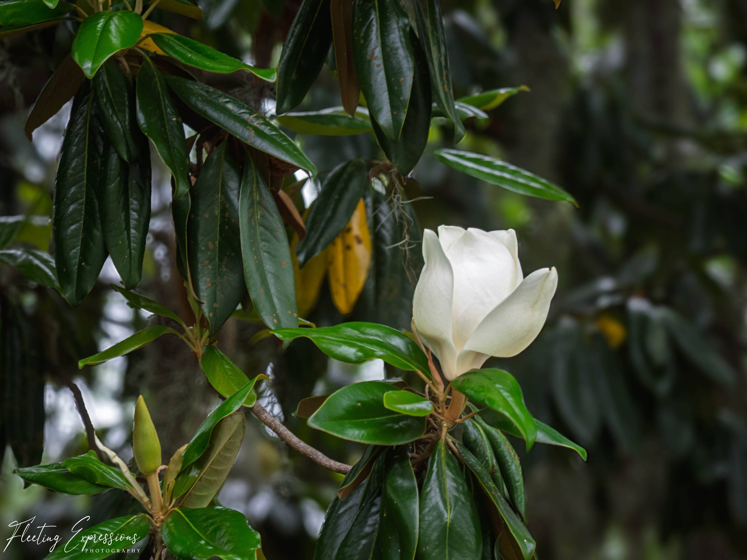 white flower against green leaves