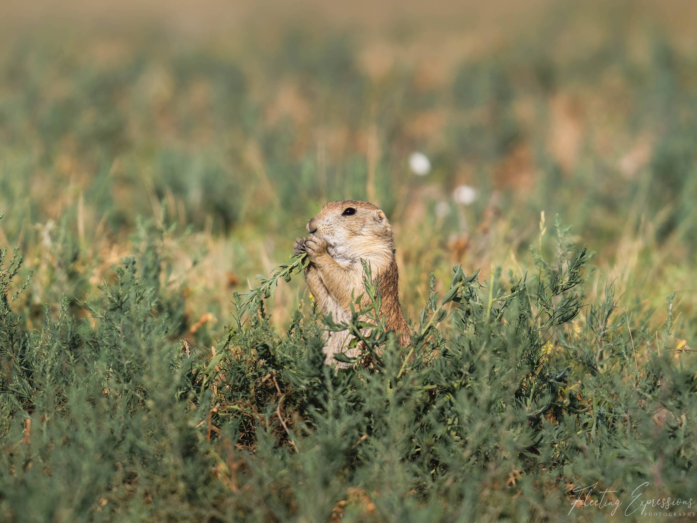 A prairie dog standing upright in green sagebrush, holding a sprig of leaves to its mouth with both paws.