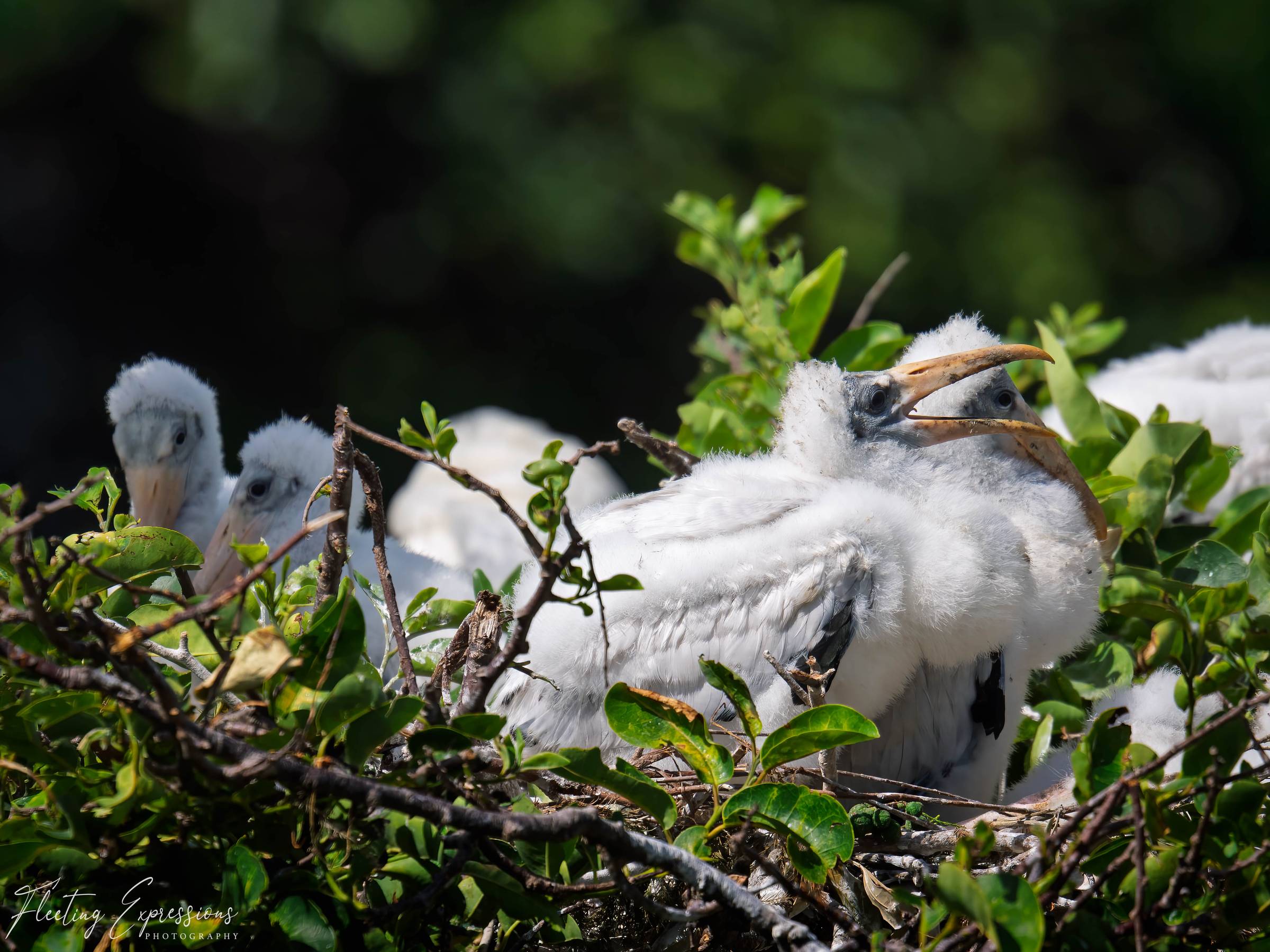 fuzzy white baby birds in a nest with mouth open for food