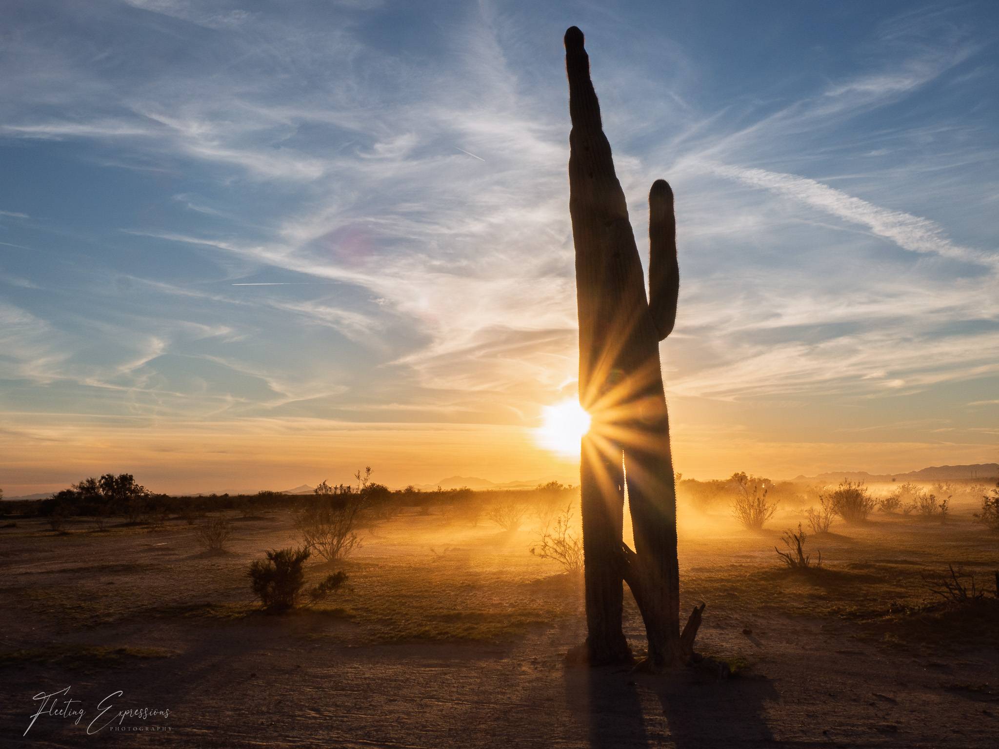 Towering saguaro cactus with sun bursting from the side