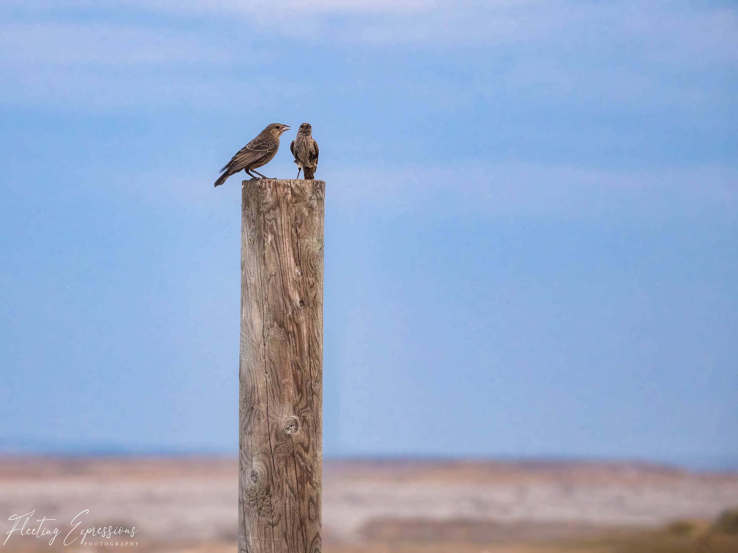 Two brown birds perched together on top of a tall wooden fence post against a clear blue sky.