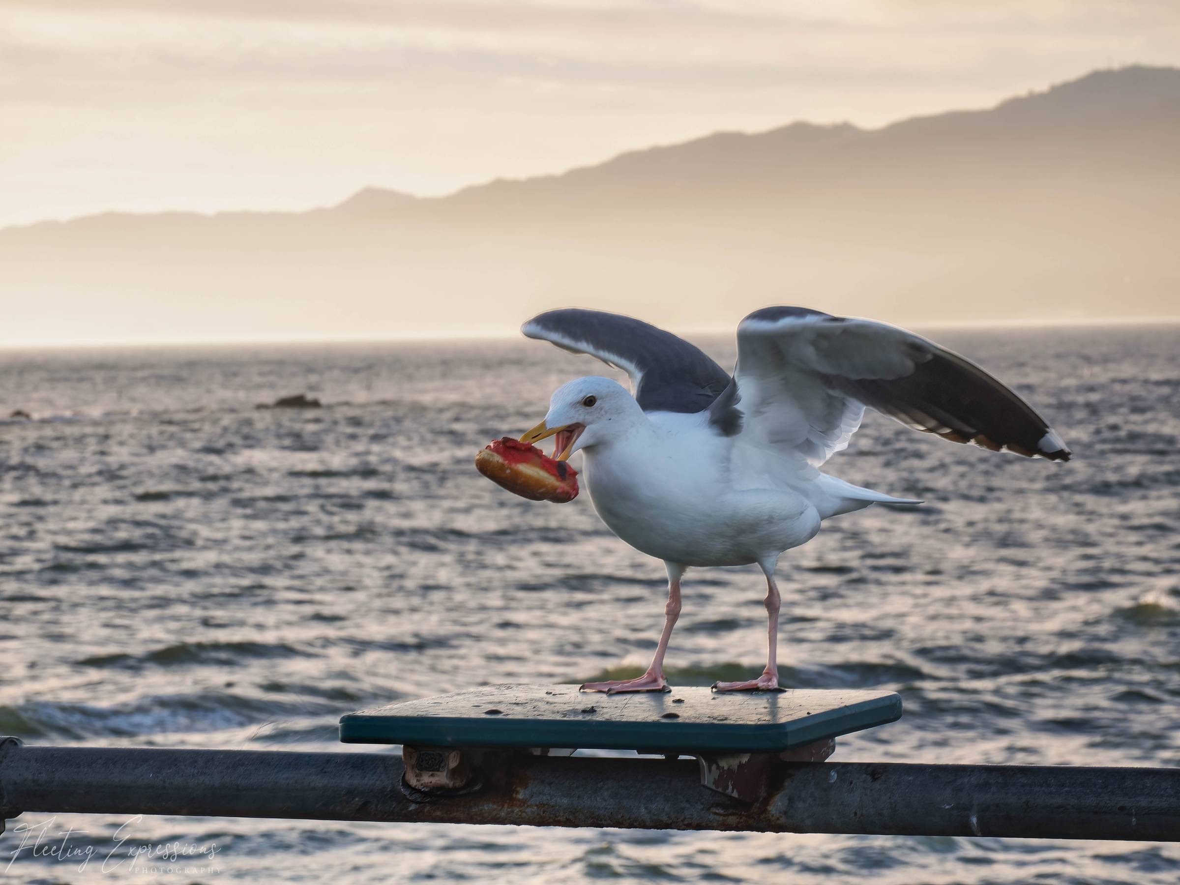A seagull with wings raised holds a red-frosted donut in its beak on a pier railing, with ocean and hazy mountains behind.