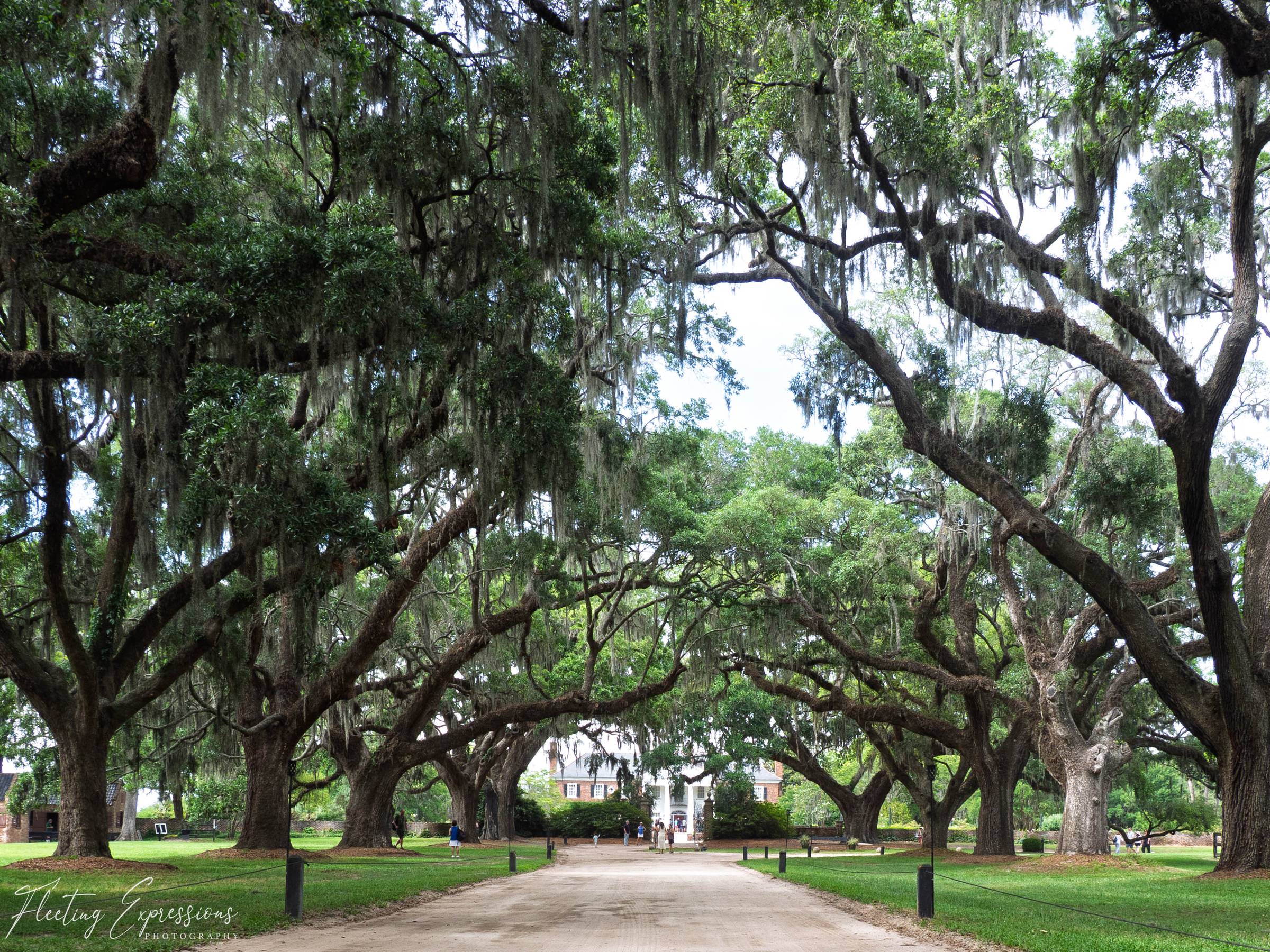 Tree canopy over road leading to plantation